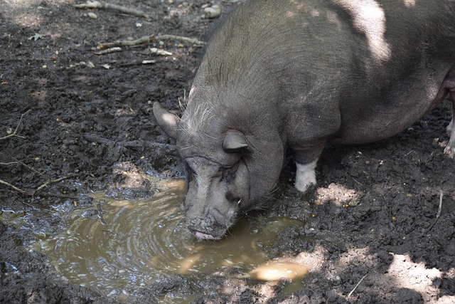 形成自己的 形成自己的